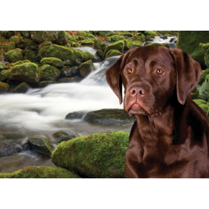 Brown Labrador Dog Pet Placemat 