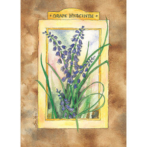 Grape Hyacinth Flowers Design 5 x 7 Print