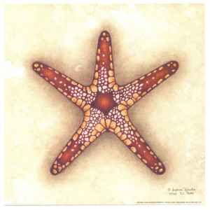 Starfish Design 8 x 8 Print